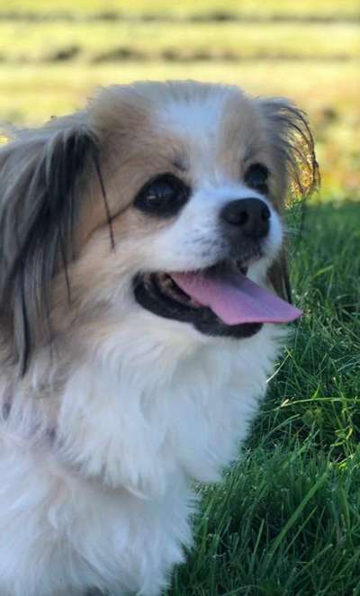 Unsere Fellnasen im Regenbogenland-Beitrag-Bild