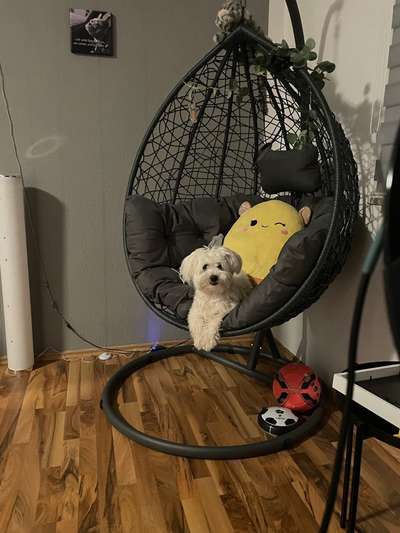 Hundetreffen-Runde / Tour Hundetreffen-Bild