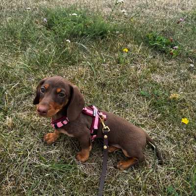 Hundetreffen-Karli sucht kleine Trainingspartner🐶👧-Bild