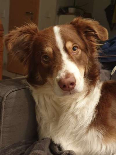 Hundetreffen-Spiel- und Gassirunde Kumpel gesucht-Bild