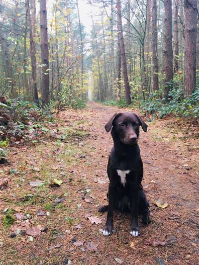 Aussiedors oder Leopard Labrador Gruppe-Beitrag-Bild