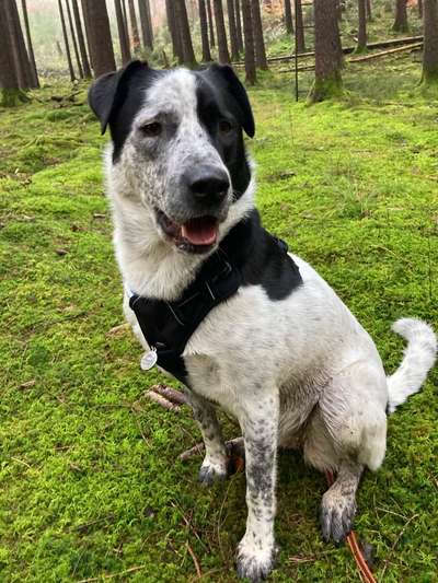Australian Cattle Dog-Beitrag-Bild