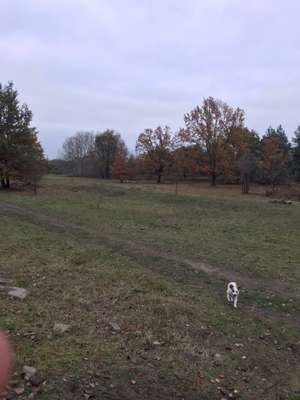 Hundeauslaufgebiet-Biesenhorster Sand-Bild