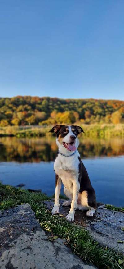 Hundetreffen-Paul sucht Spielgefährten-Bild