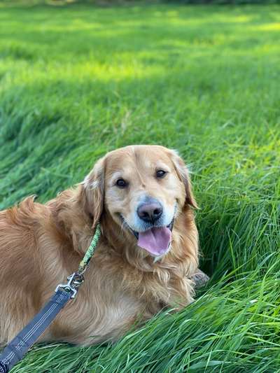 Wo sind die Golden Retriever Liebhaber?-Beitrag-Bild
