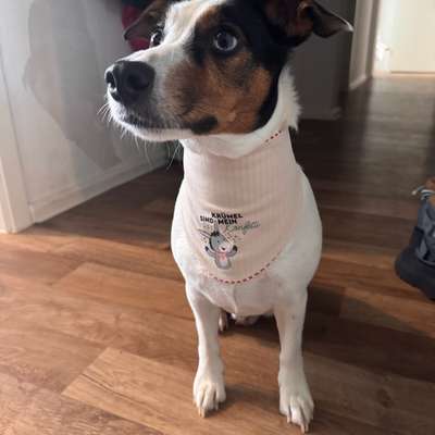 Hundetreffen-Spielerunde an der wuhle-Bild