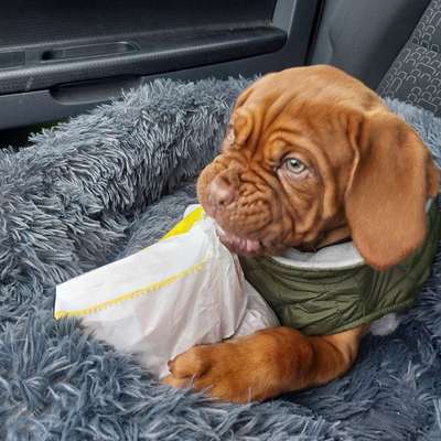 Hundetreffen-Welpentreffen-Bild