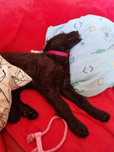 Dogorama Photo Challenge - Zeit ins Bett zu gehen-Beitrag-Bild