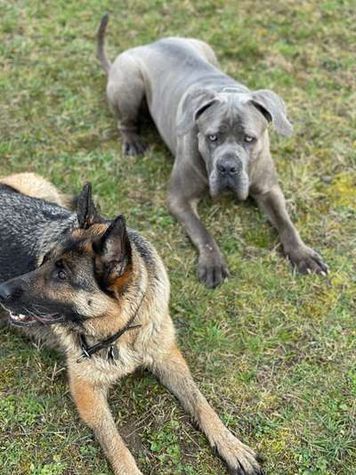 Bester Freund, Hundekumpel - zeigt her!-Beitrag-Bild