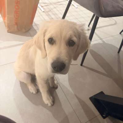 Hundetreffen-Play dates