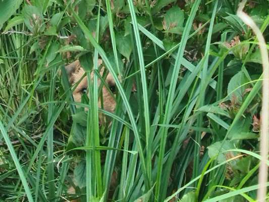 Dogorama Photo Challenge - Tarnung ist alles-Beitrag-Bild