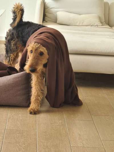 Fotosammlung: ,,Der natürliche Hund" Unbearbeitet, ungestellt und in Natura-Beitrag-Bild