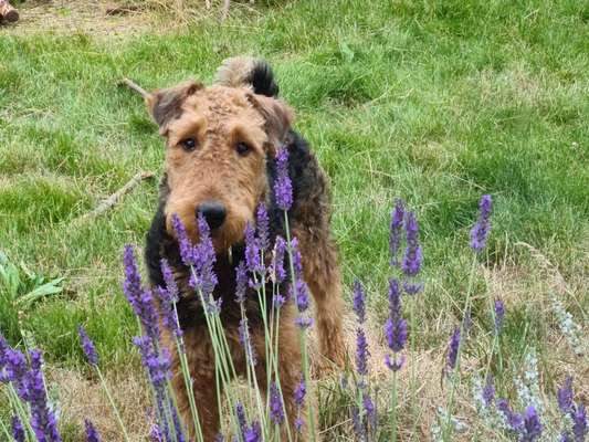 Wie kamt ihr auf die Rasse eures Hundes?-Beitrag-Bild