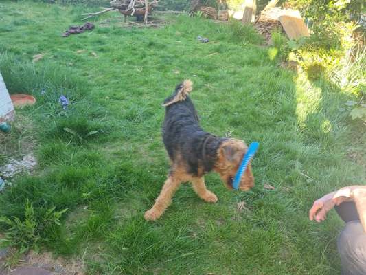 Fotosammlung: ,,Der natürliche Hund" Unbearbeitet, ungestellt und in Natura-Beitrag-Bild