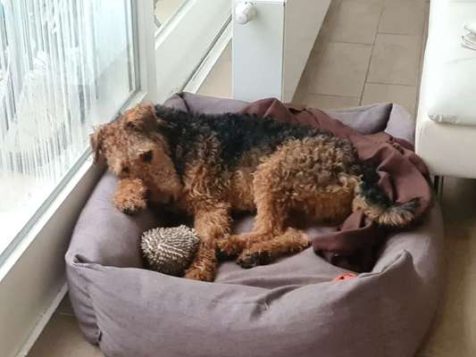 Gibt es noch andere Airedales?:)-Beitrag-Bild