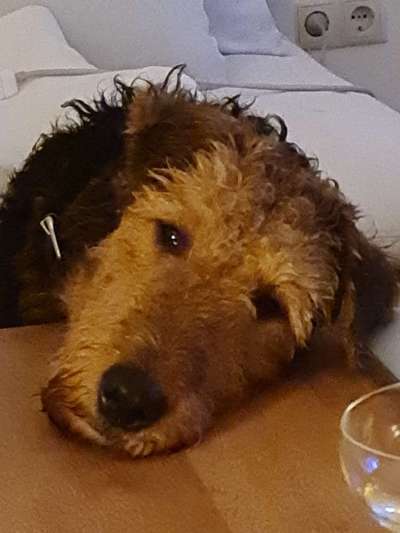 Wie kamt ihr auf die Rasse eures Hundes?-Beitrag-Bild