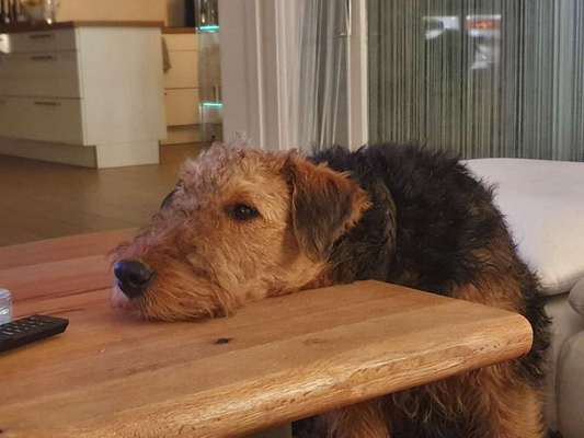 Zeigt mal eure besten Freunde-Beitrag-Bild