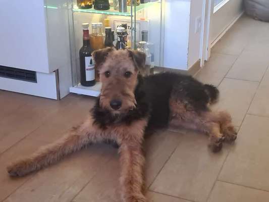 Airedale Terrier-Beitrag-Bild