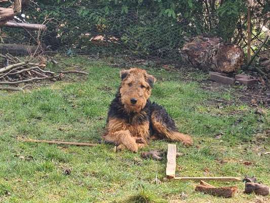 Zeigt mal eure besten Freunde-Beitrag-Bild