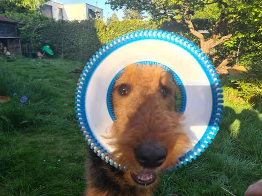 Fotosammlung: ,,Der natürliche Hund" Unbearbeitet, ungestellt und in Natura-Beitrag-Bild