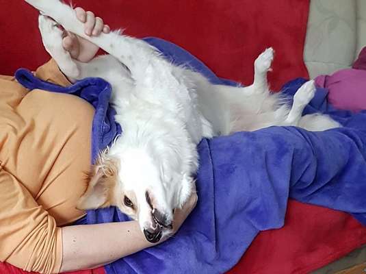 TierschutzhundeStammtisch🐕-Beitrag-Bild