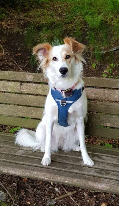 Wie kamst du zu deinem Hund?-Beitrag-Bild