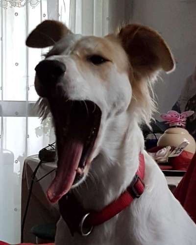 146. Foto Challenge: Maulaufreisser-Beitrag-Bild