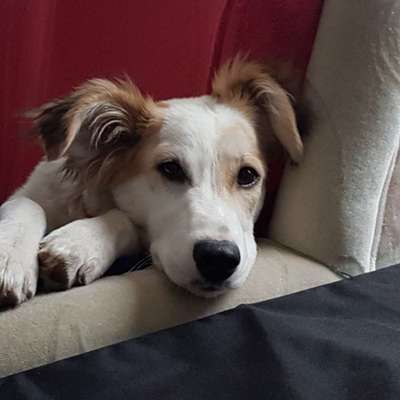 TierschutzhundeStammtisch🐕-Beitrag-Bild