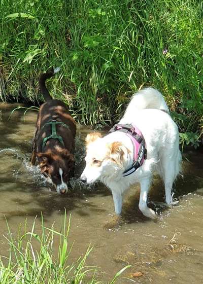 TierschutzhundeStammtisch🐕-Beitrag-Bild