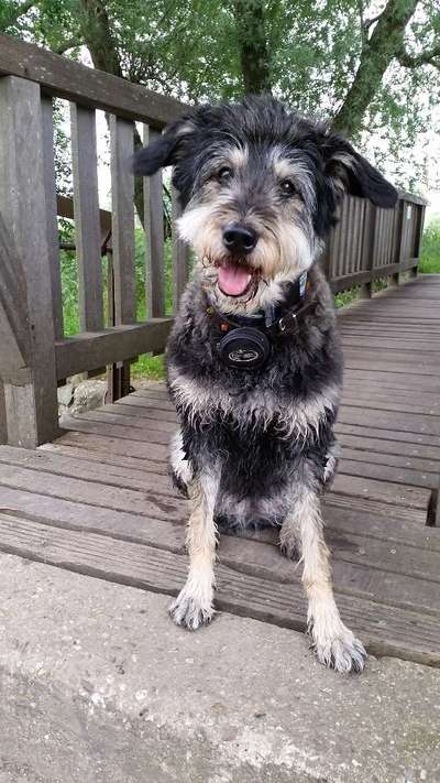 TierschutzhundeStammtisch🐕-Beitrag-Bild