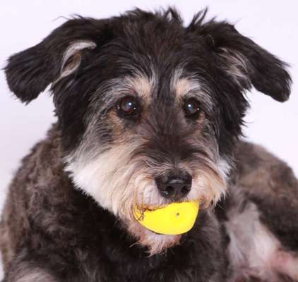 Unsere Fellnasen im Regenbogenland-Beitrag-Bild