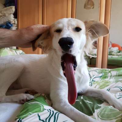 Tongue Out Tuesday-Beitrag-Bild