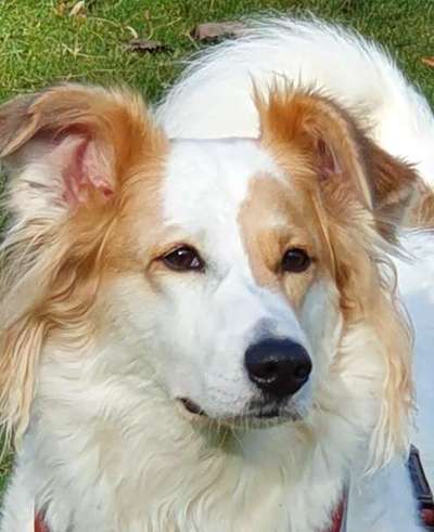 Hunde Porträt (Portrait) Galerie....-Beitrag-Bild