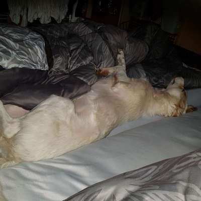 Darf der Hund bei Euch im Bett schlafen?-Beitrag-Bild