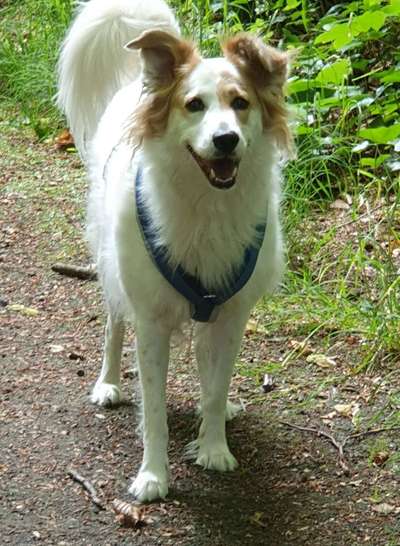 TierschutzhundeStammtisch🐕-Beitrag-Bild