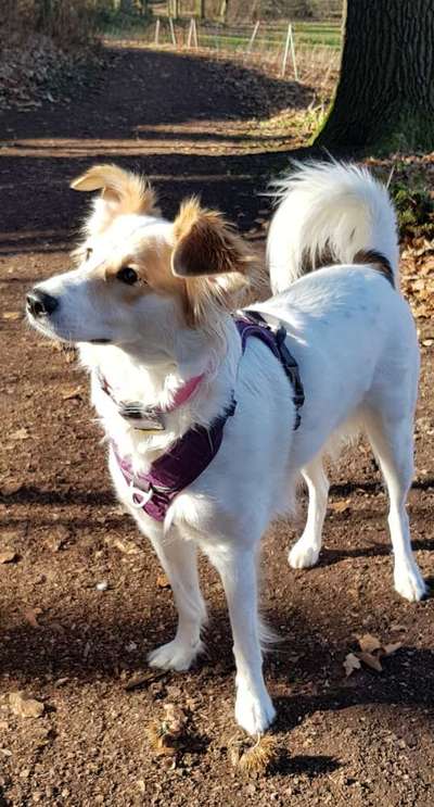 Mischlinge raten - Rätselspaß-Beitrag-Bild