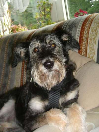 TierschutzhundeStammtisch🐕-Beitrag-Bild