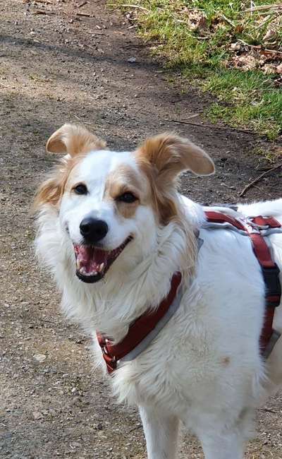 TierschutzhundeStammtisch🐕-Beitrag-Bild