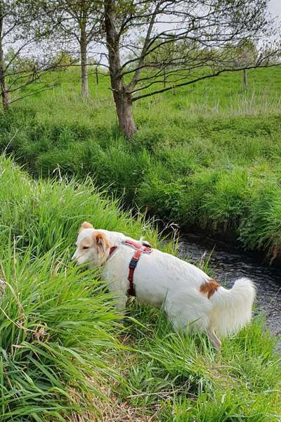 TierschutzhundeStammtisch🐕-Beitrag-Bild