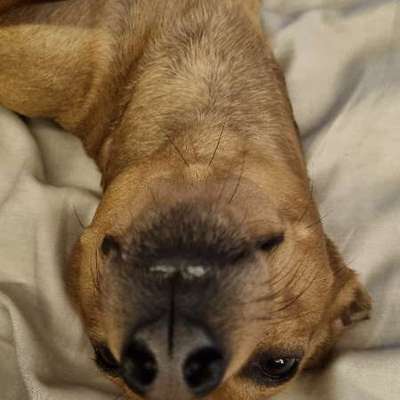 Hundetreffen-Pinschertreffen Bochum und Umgebung-Bild