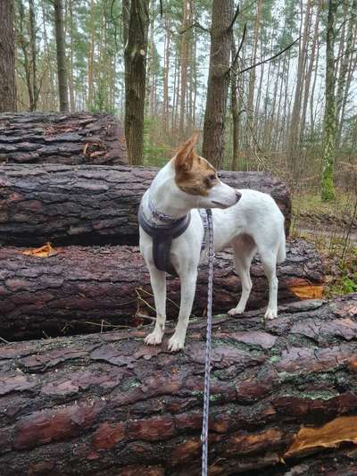 Der Gewichts-Thread-Beitrag-Bild