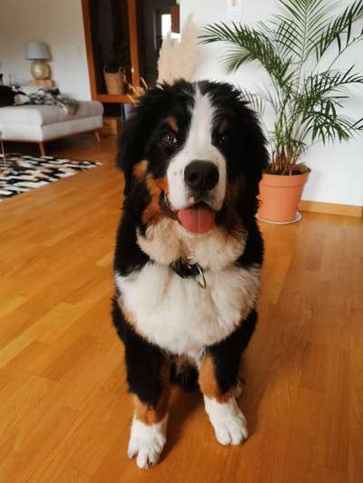 Berner Sennen-Beitrag-Bild