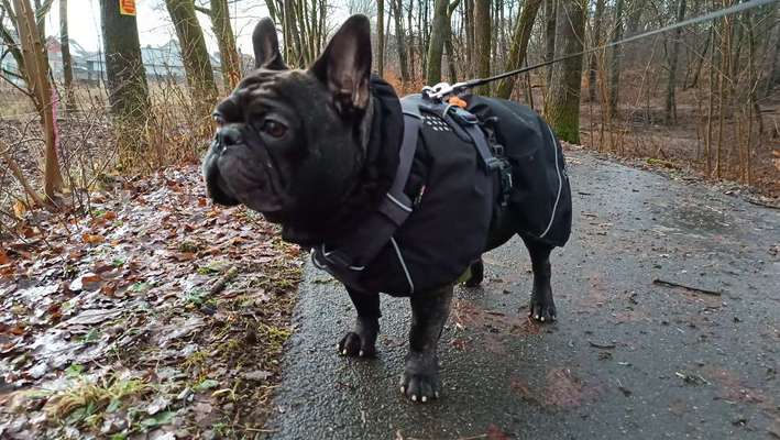 Hundetreffen-Gassirunde in und um Bad Sachsa-Bild