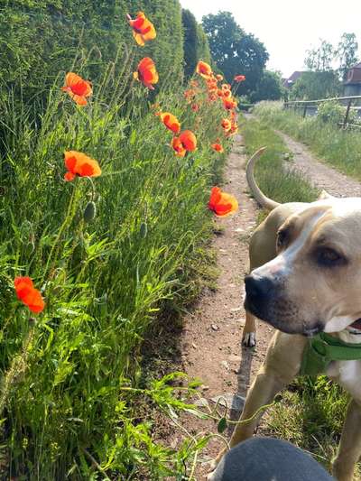 Die Dogorama Monats Challenge "Es grünt und blüht"-Beitrag-Bild