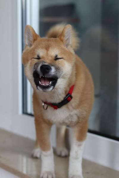 Dogorama Photo Challenge - Mäulchen auf-Beitrag-Bild