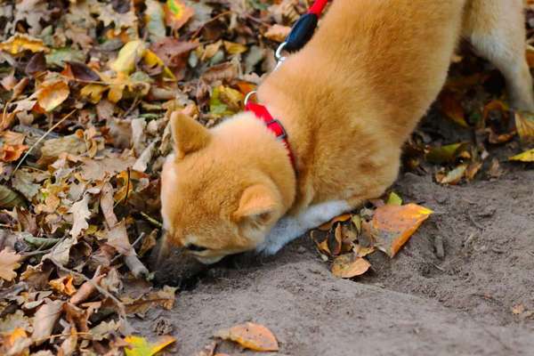 Dogorama Photo Challenge - Buddeln-Beitrag-Bild