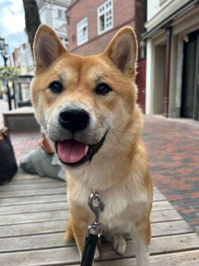 Shiba - Eltern-Beitrag-Bild