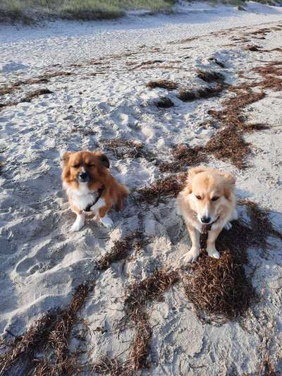 Hundetreffen-Treffen und gemeinsam Spaß haben-Bild