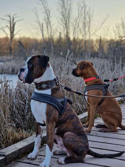 Dogorama Photo Challenge - an der Leine-Beitrag-Bild