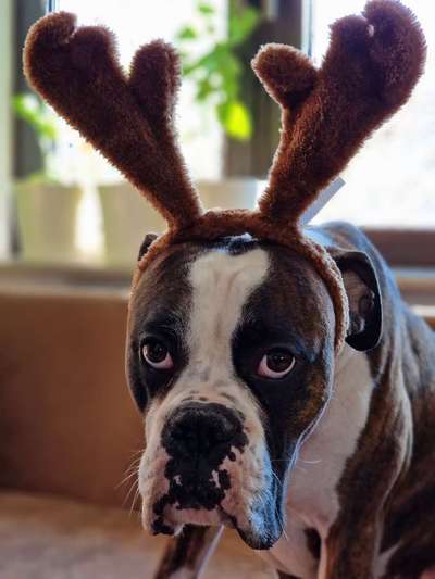 Dogorama Photo Challenge- genervter Blick-Beitrag-Bild